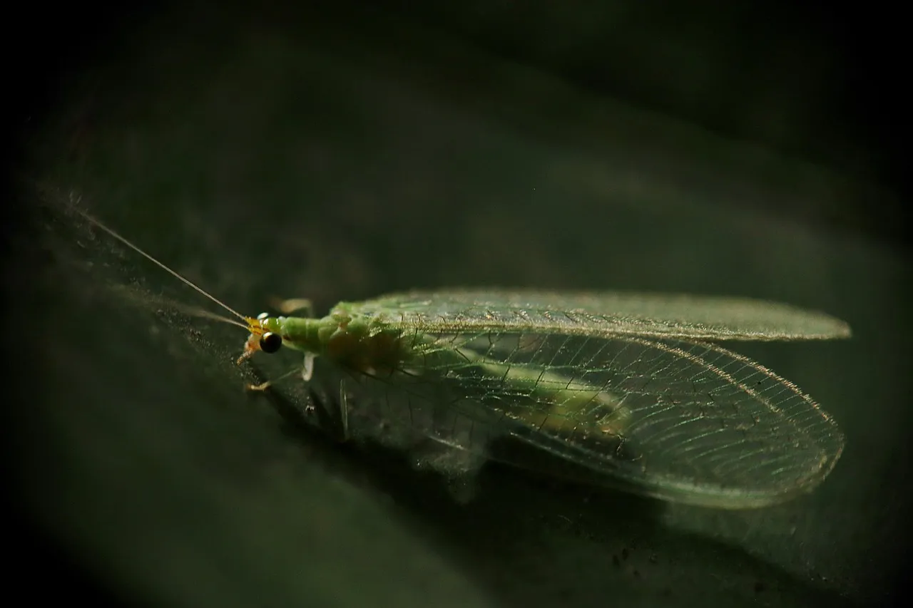 5 Garden "Pests" You Are Accidentally Killing That Actually Protect
