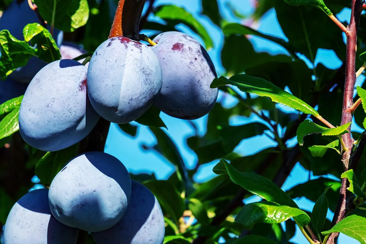 The Real Damage Aphids Do to Fruit Trees (Image Credits: Pixabay)