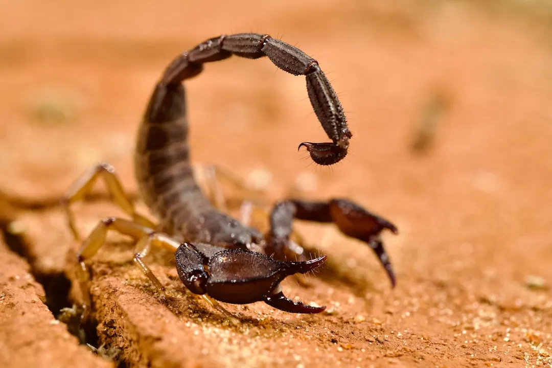 Remove the Scorpion Safely Without Killing It (Image Credits: Unsplash)