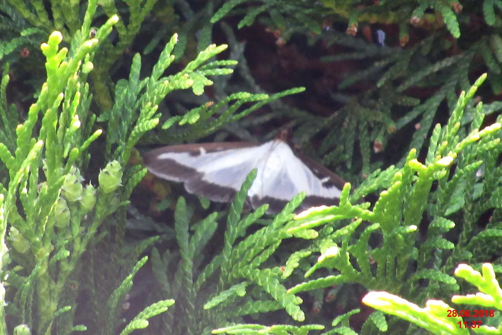 What Does the Moth Actually Look Like? (davidshort, Flickr, CC BY 2.0)