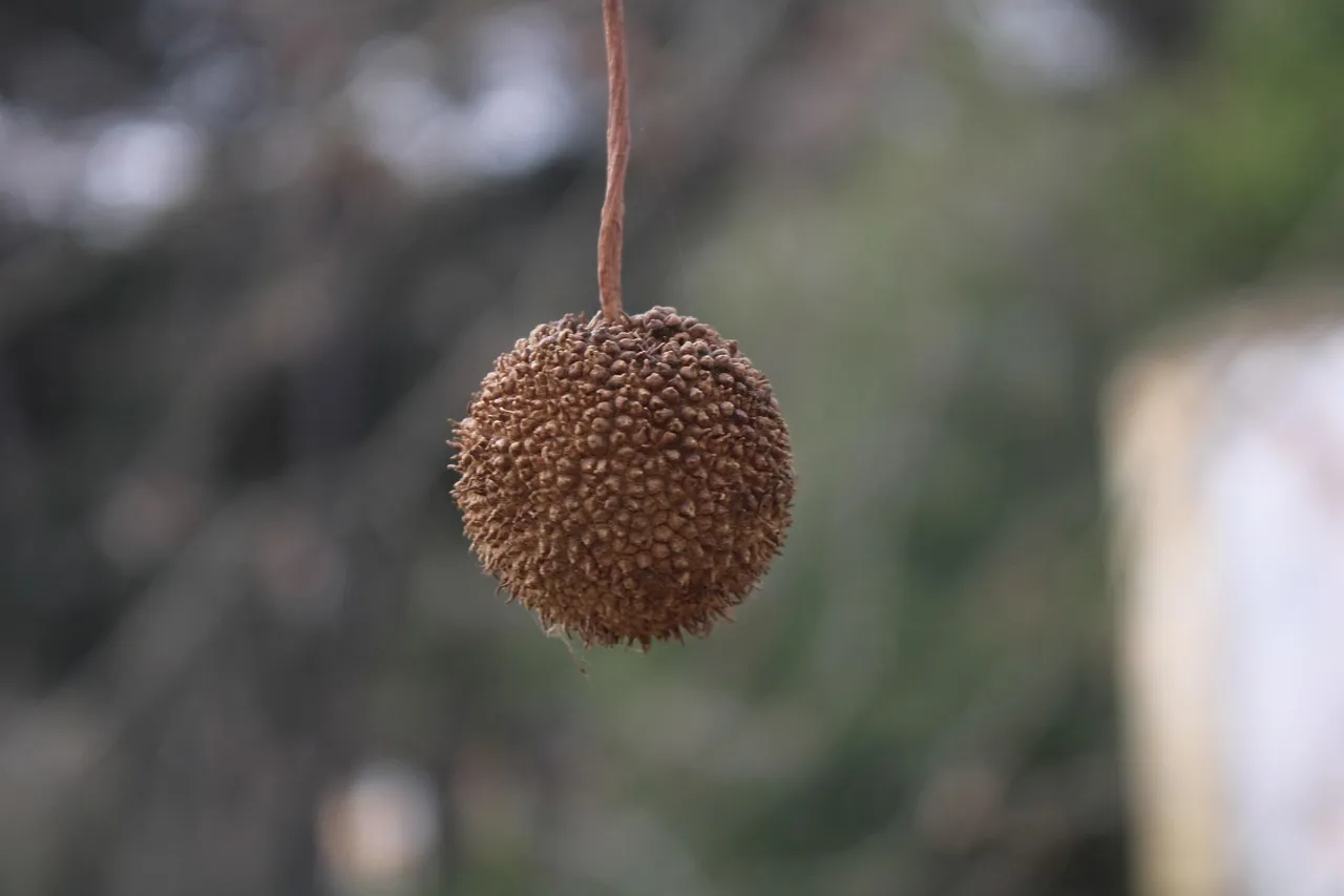 3. American Sycamore (Platanus occidentalis): Bold, Beautiful, and Built for Heat (Image Credits: Pixabay)