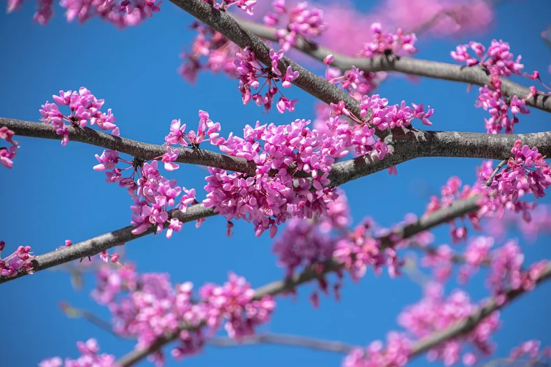 1. Eastern Redbud (Cercis canadensis): The Early Spring Showstopper (Image Credits: Unsplash)