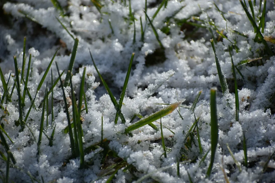 What Happens to Soil Microbes Under Snow (Image Credits: Unsplash)