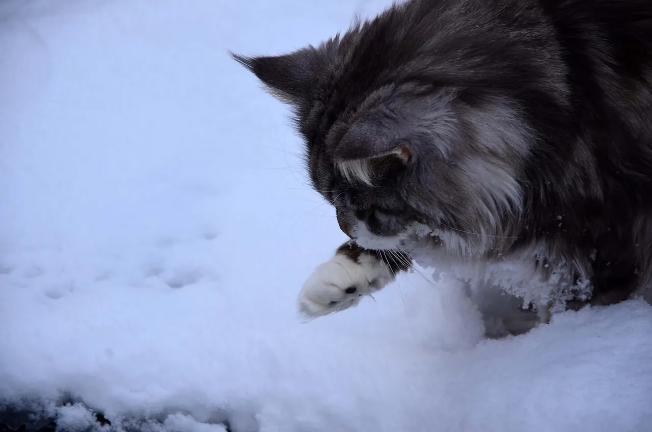 Maine Coons and the Water-Resistant Coat Advantage (Image Credits: Pixabay)