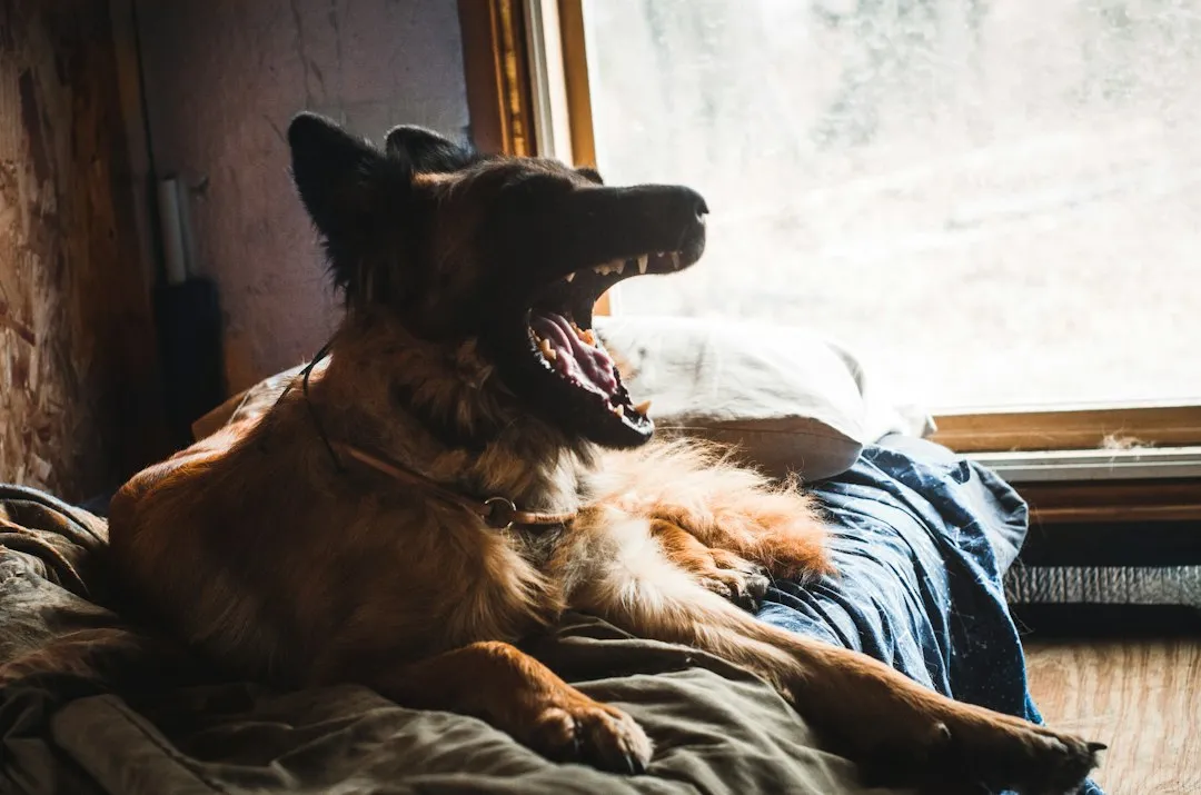 The Territorial Protection Instinct (Image Credits: Unsplash)