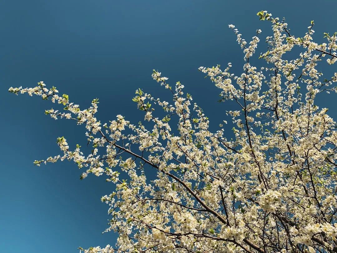 8. Chokecherry and American Plum (Prunus spp.): Native Workhorses (Image Credits: Unsplash)