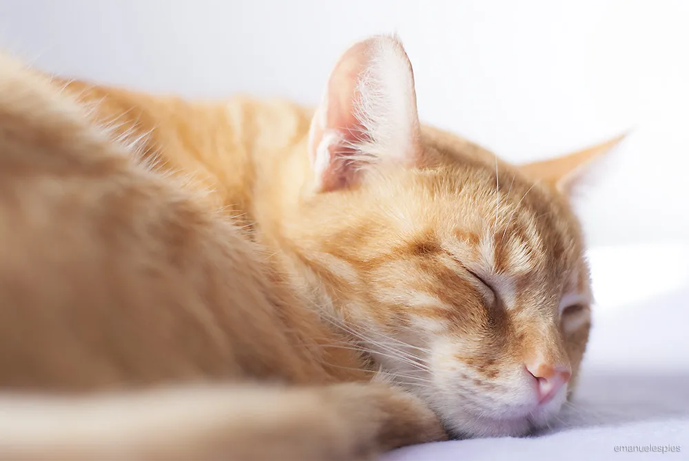 4. They Sleep Near You or on You (spies, emanuele spies, Flickr, CC BY 2.0)