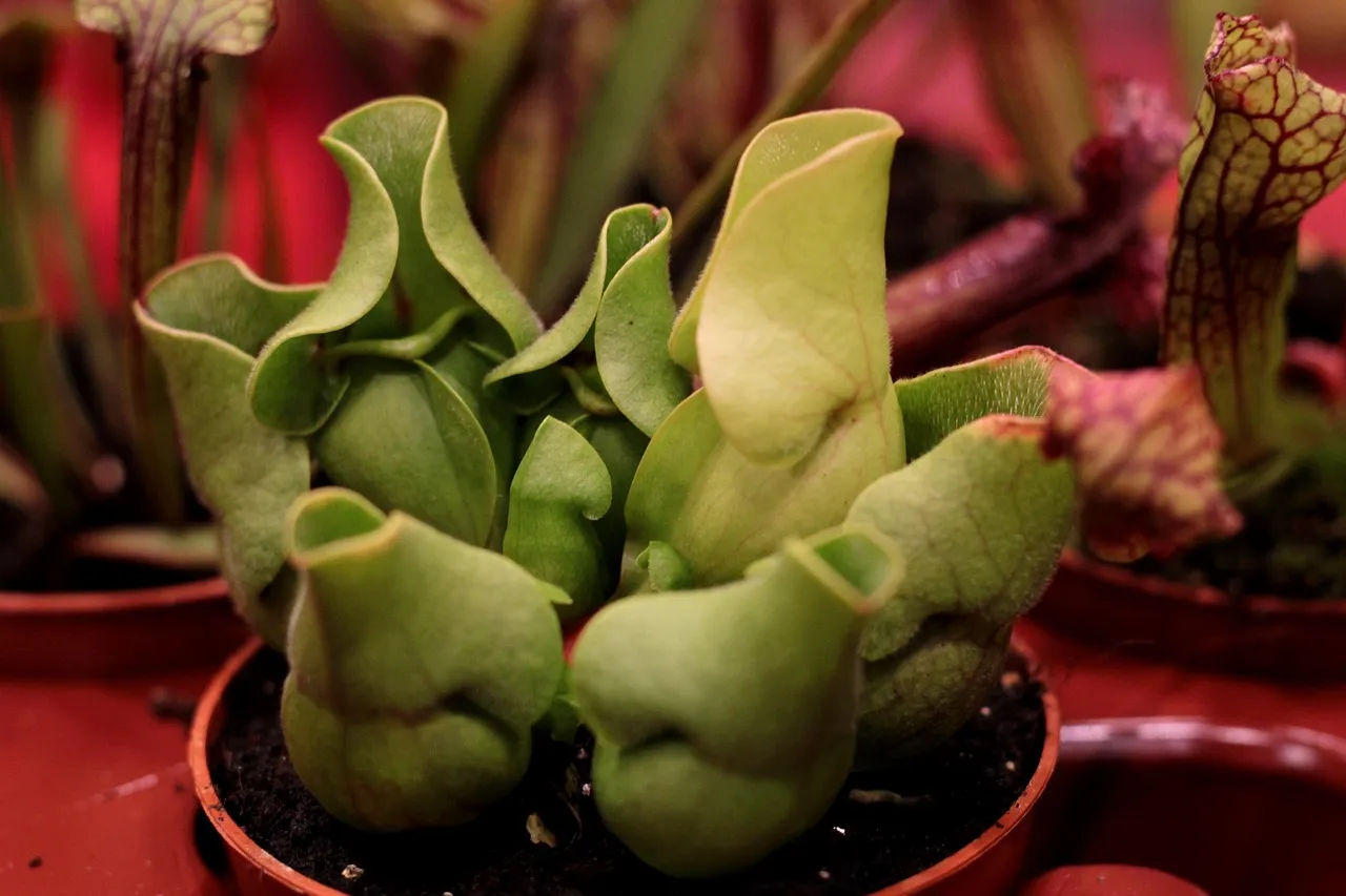 Botanical Gardens Stepping In to Rescue the Plants (Image Credits: Pixabay)