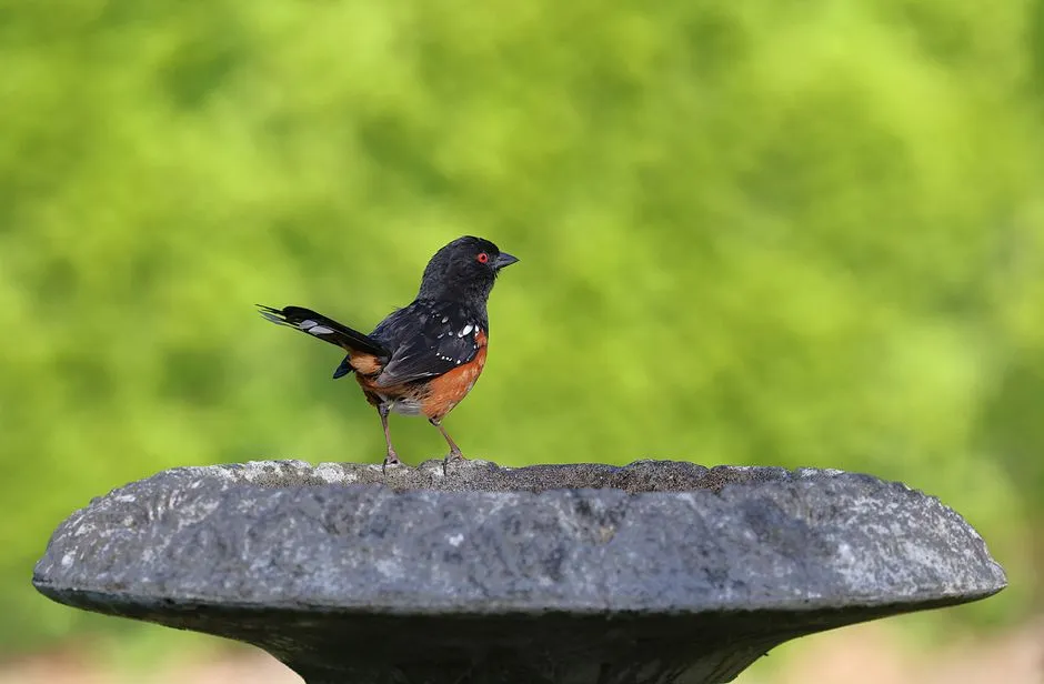 Spotted Towhee: The Bold Ground Scratcher (Image Credits: Pexels)
