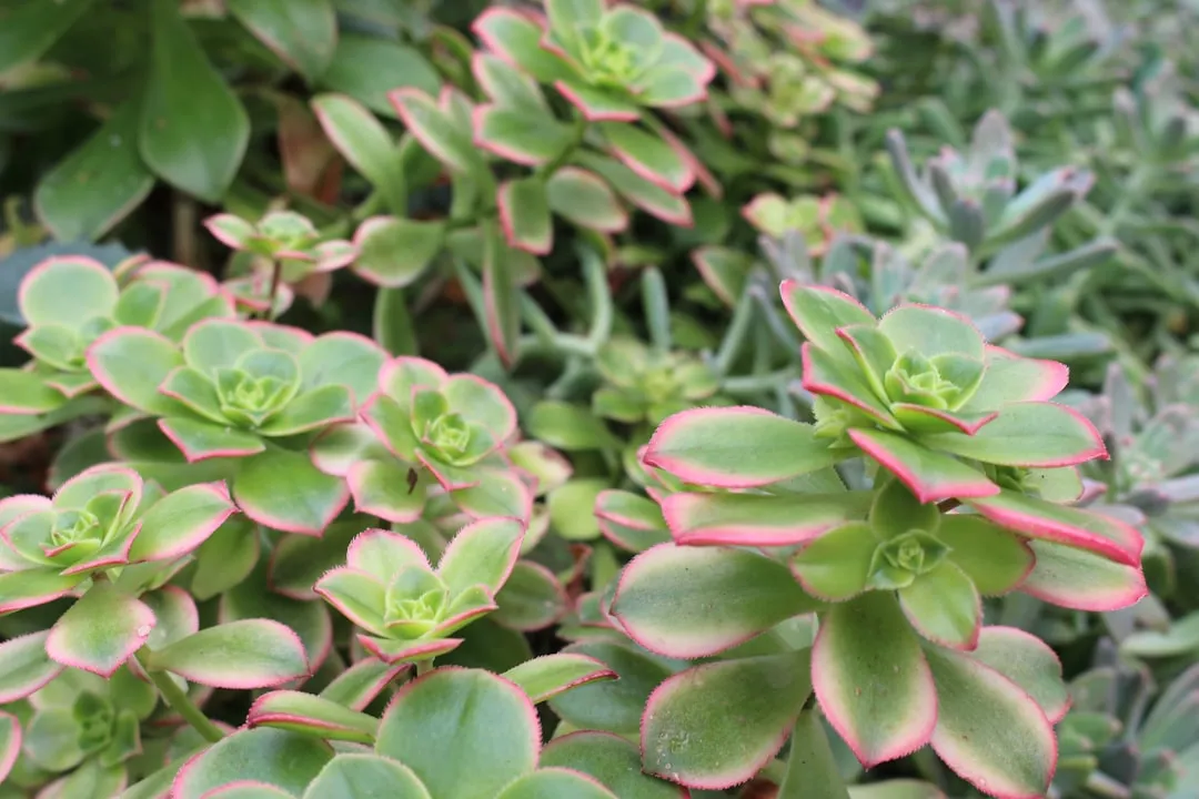 10. Maintain Your Xeriscape Through the Seasons (Image Credits: Unsplash)