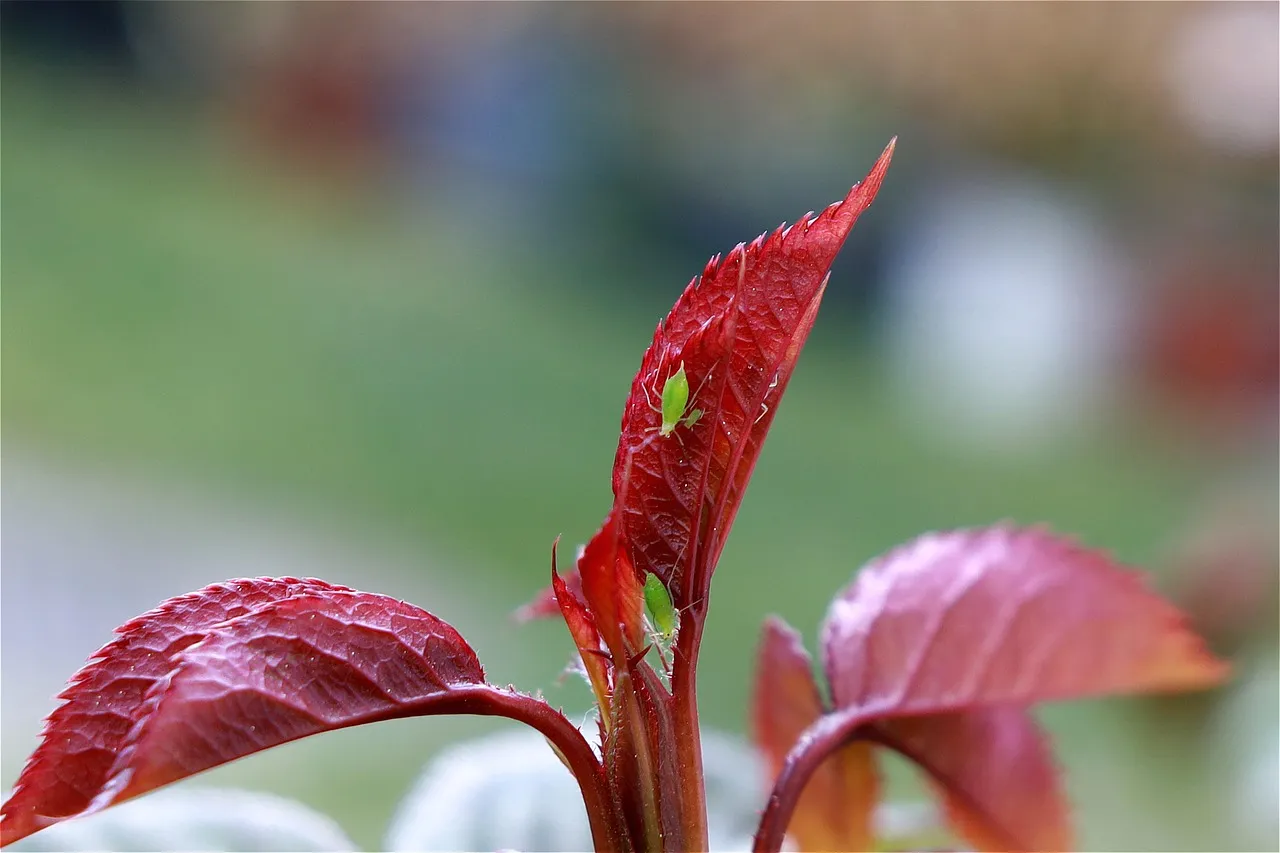 Why Aphid Populations Explode So Fast (Image Credits: Pixabay)