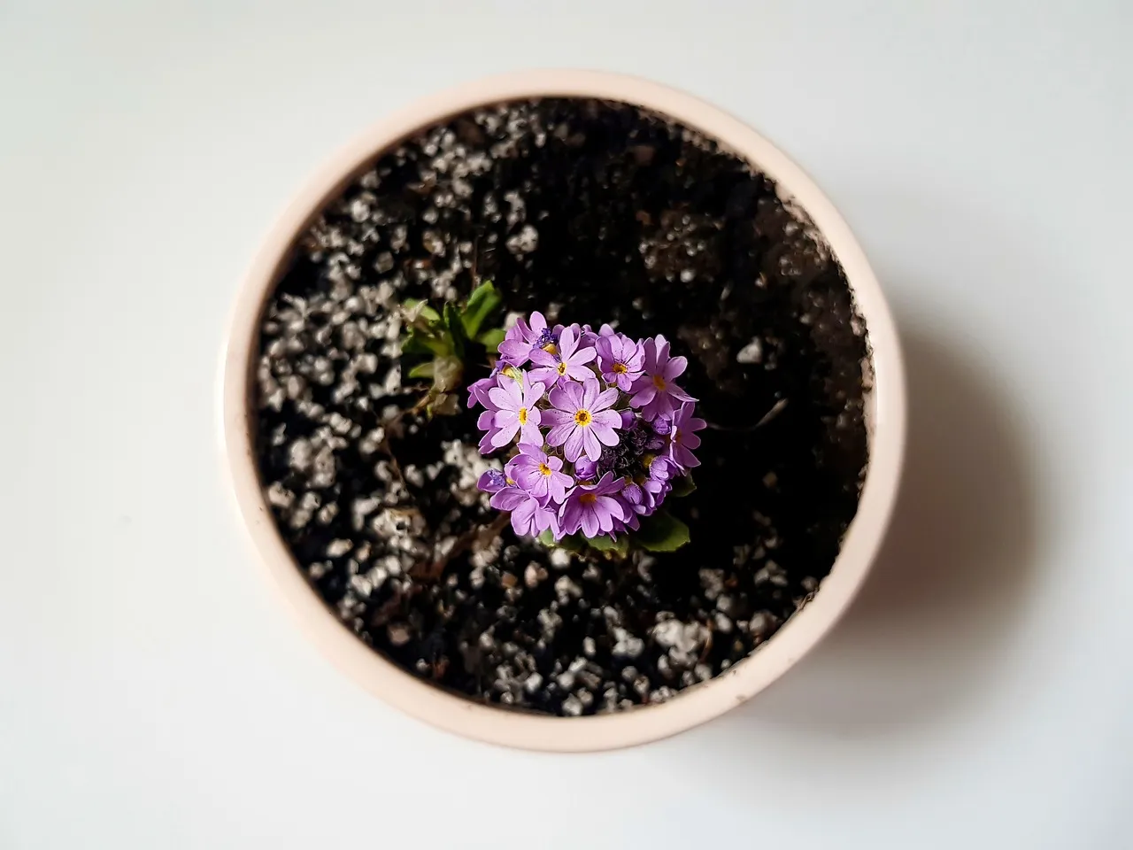 The Territorial Signal: What a Rooted Plant Claims (Image Credits: Pixabay)