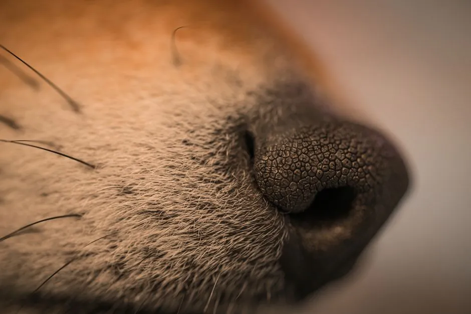 Bowl Discomfort and Whisker Fatigue (Image Credits: Pexels)