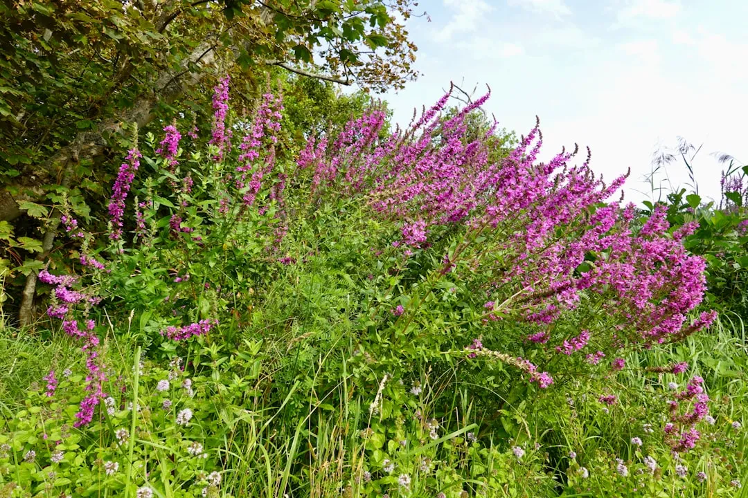 4. Purple Loosestrife (Lythrum salicaria): The Beautiful Destroyer of Wetlands (Image Credits: Unsplash)