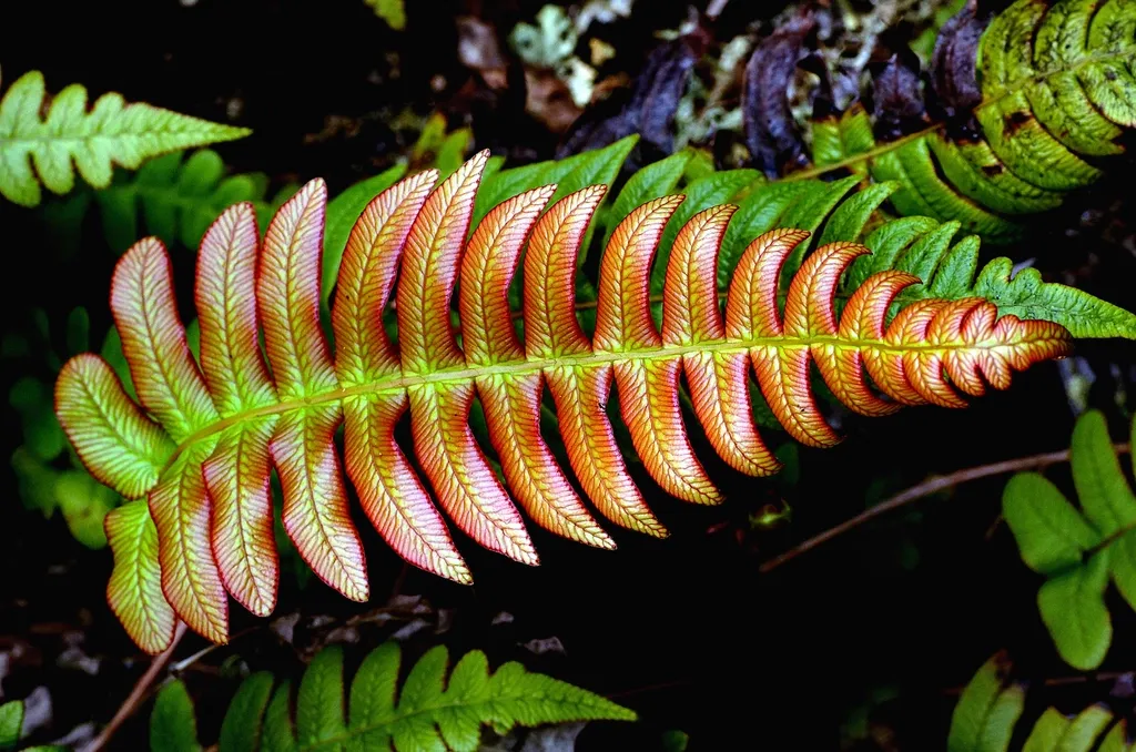 The Green Disguise: What Chlorophyll Has Been Hiding All Summer (Image Credits: Rawpixel)