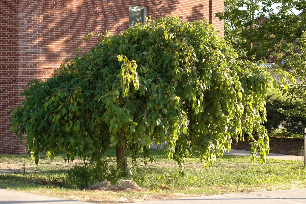 If You Want Your Small-Space Urban Garden to Flourish, Plant These 5 Compact Patio Trees