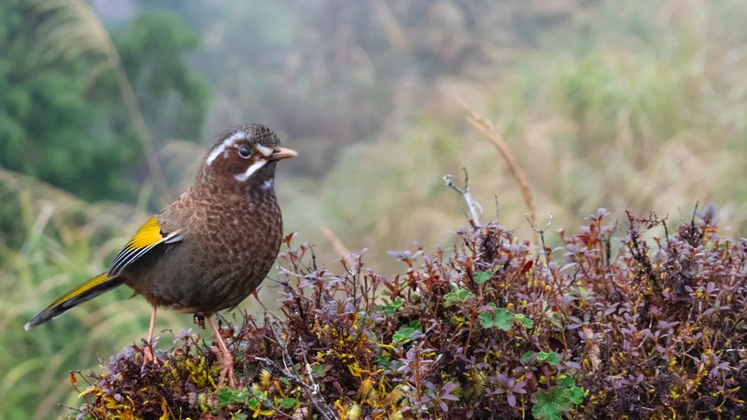 The Wood Thrush: A Forest Song Fading (Image Credits: Unsplash)