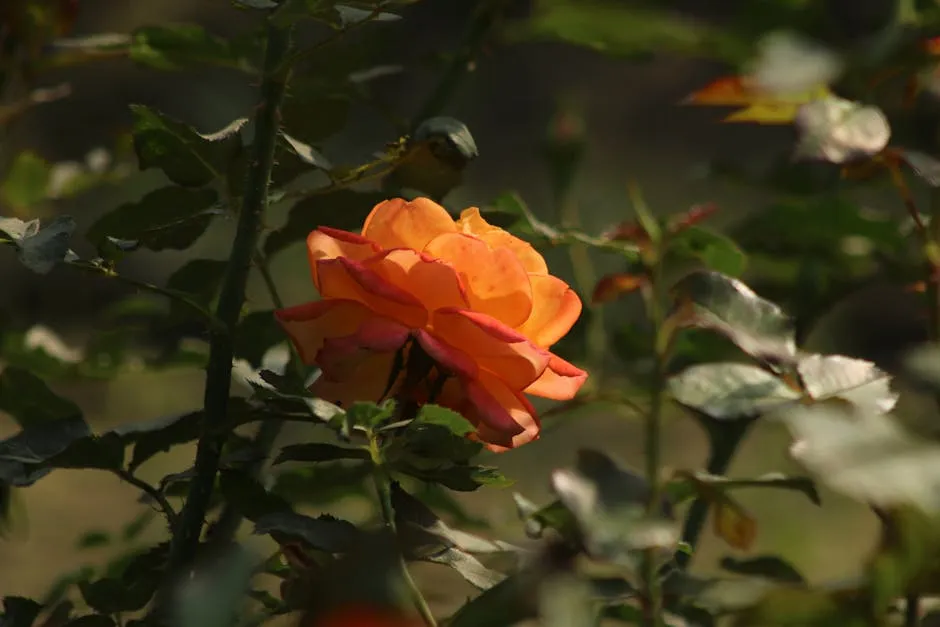 Twilight and the Finer Resolution of Seasonal Sensing (Image Credits: Pexels)