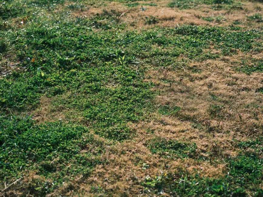 How to Actually Confirm You Have Grubs (Image Credits: Pexels)