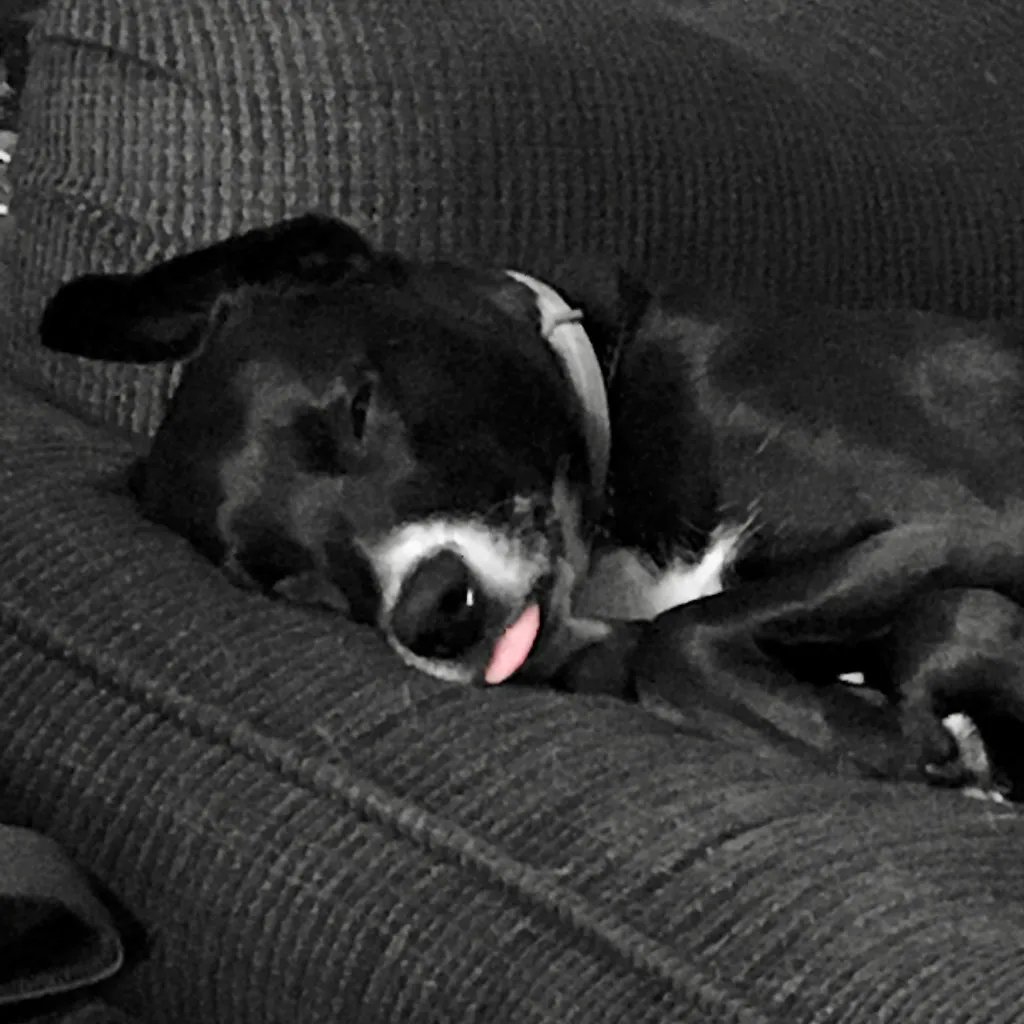 Senior Dogs Twitch More Too, Just for Different Reasons (anokarina, Flickr, CC BY-SA 2.0)