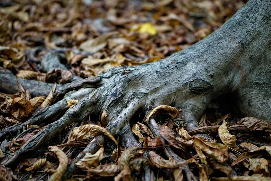How to Treat Root Rot Step by Step (Image Credits: Pexels)