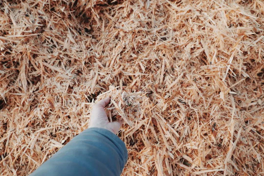 Mulch as a Simple Insurance Policy (Image Credits: Unsplash)