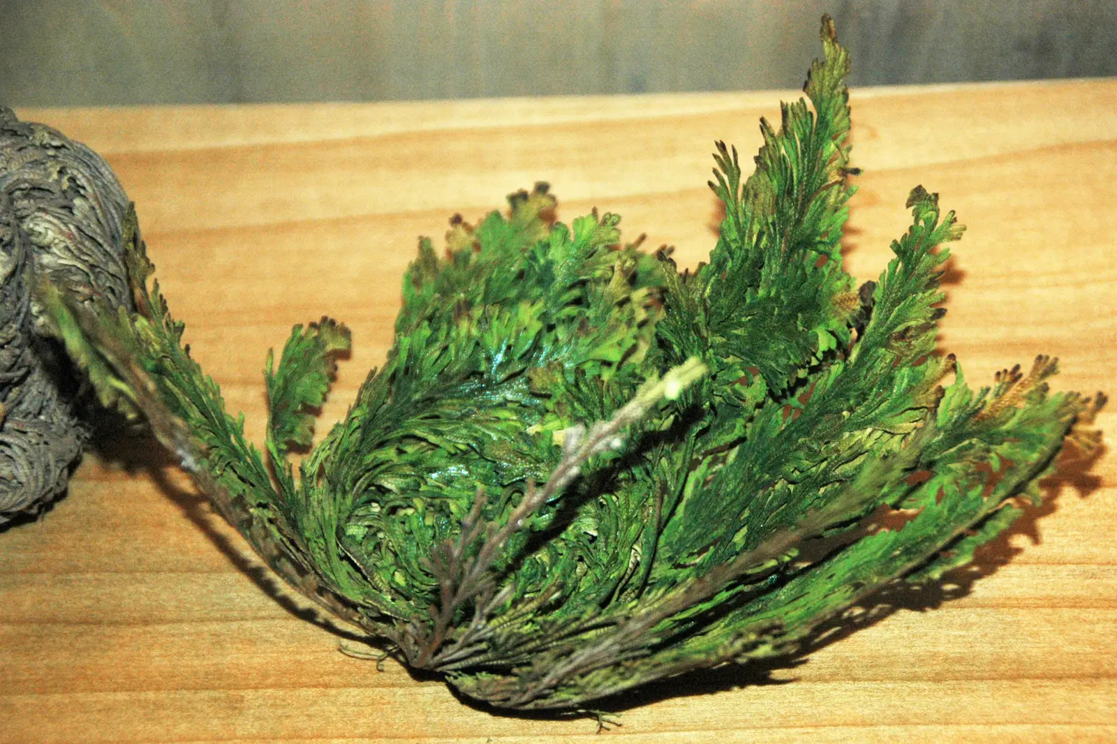 The Rapid Return: What Rehydration Looks Like (Selaginella lepidophylla (resurrection plant) (Mexico) 2, CC BY 2.0)