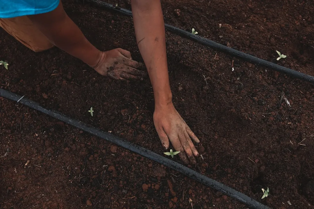 Pulling Only the Stem and Leaving the Root (Image Credits: Unsplash)