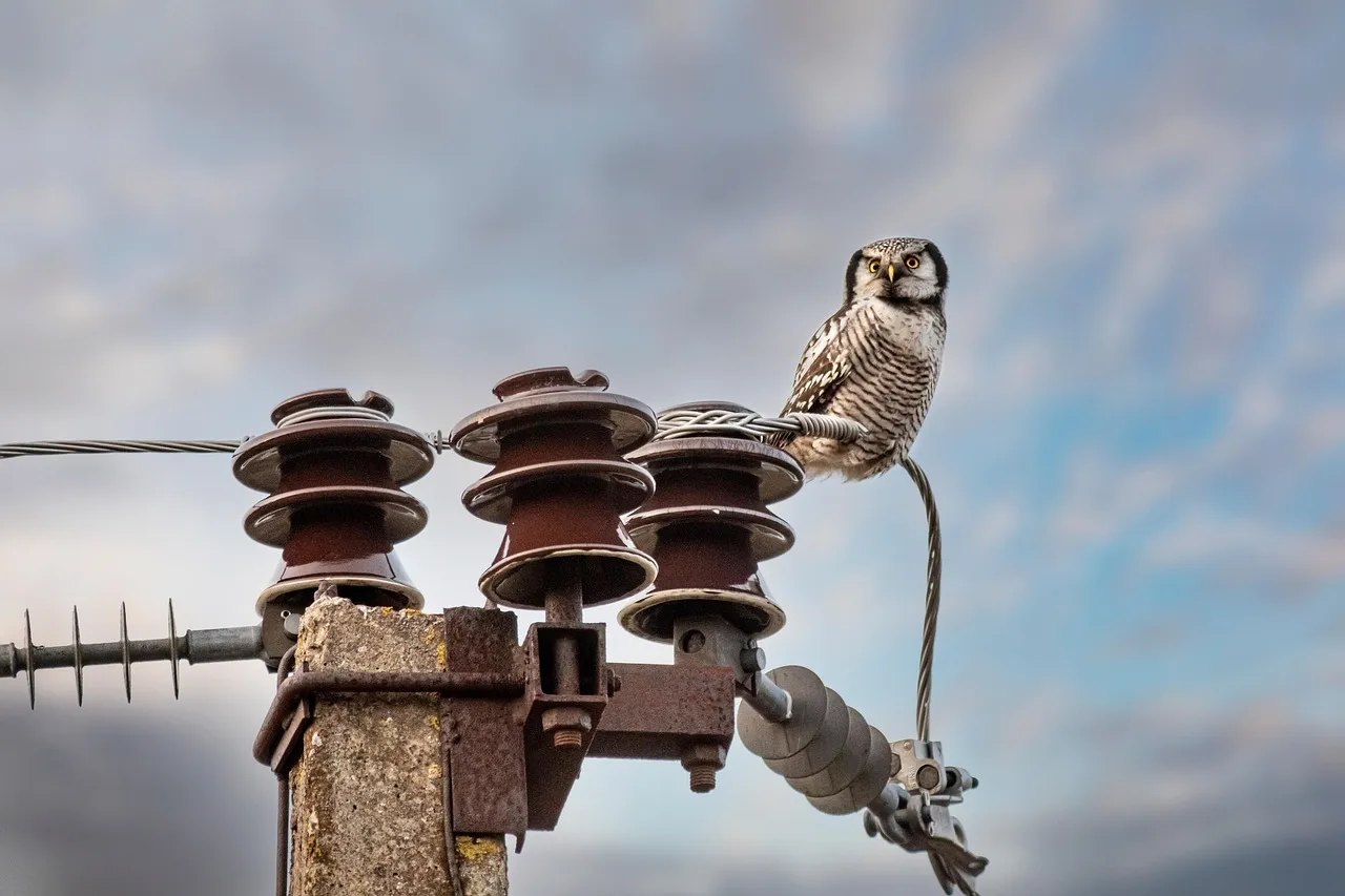 Sudden Silence: When the Noise Stops, Pay Attention (Image Credits: Pixabay)