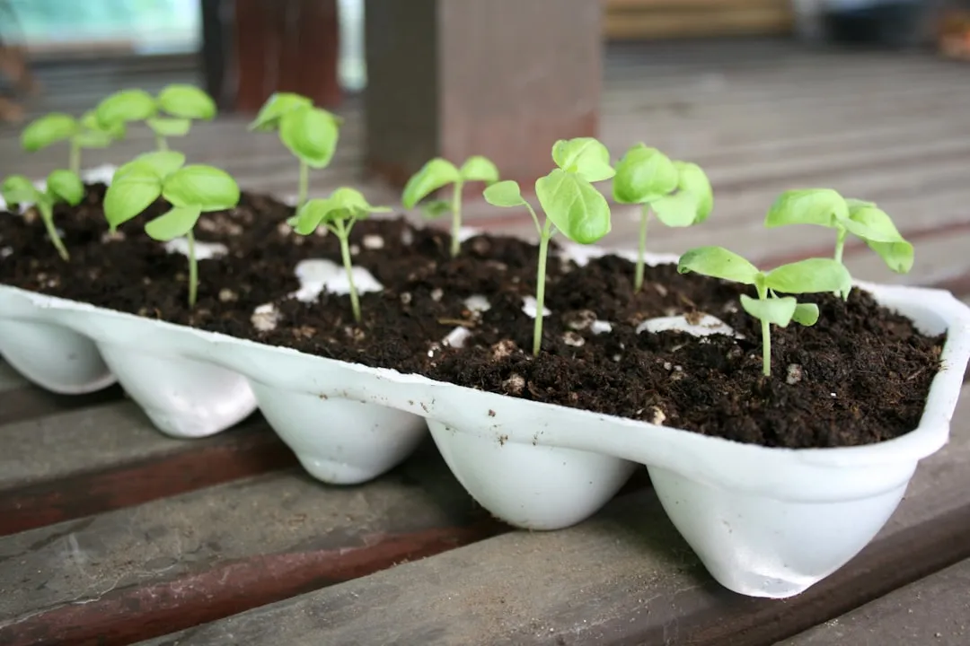 Why Egg Cartons Work So Well as Seed Trays (Image Credits: Unsplash)