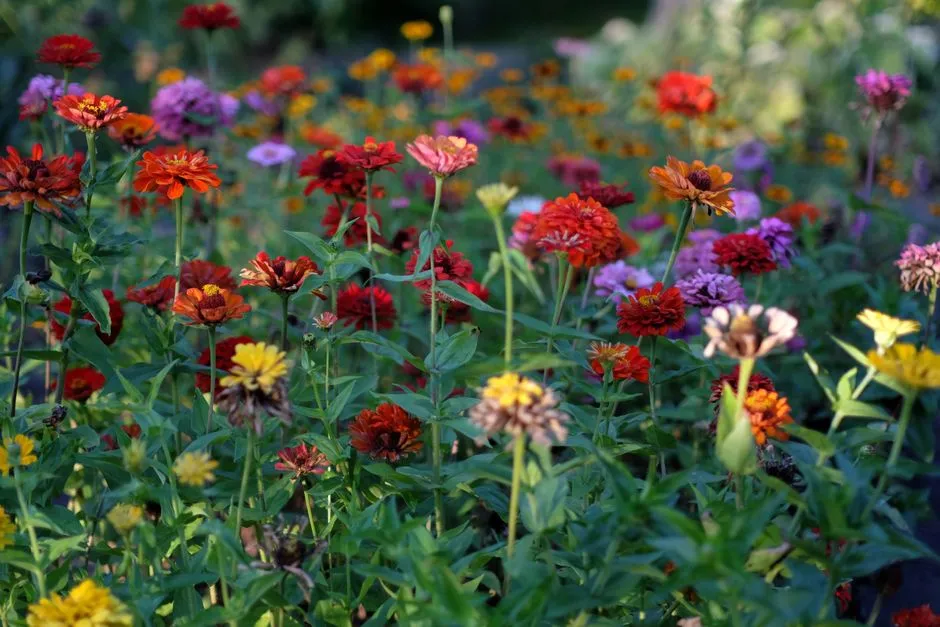 Small Wild Patches Can More Than Double Bee Visits (Image Credits: Pexels)