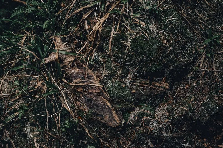 The Snow Mold Threat Is Real (Image Credits: Pexels)