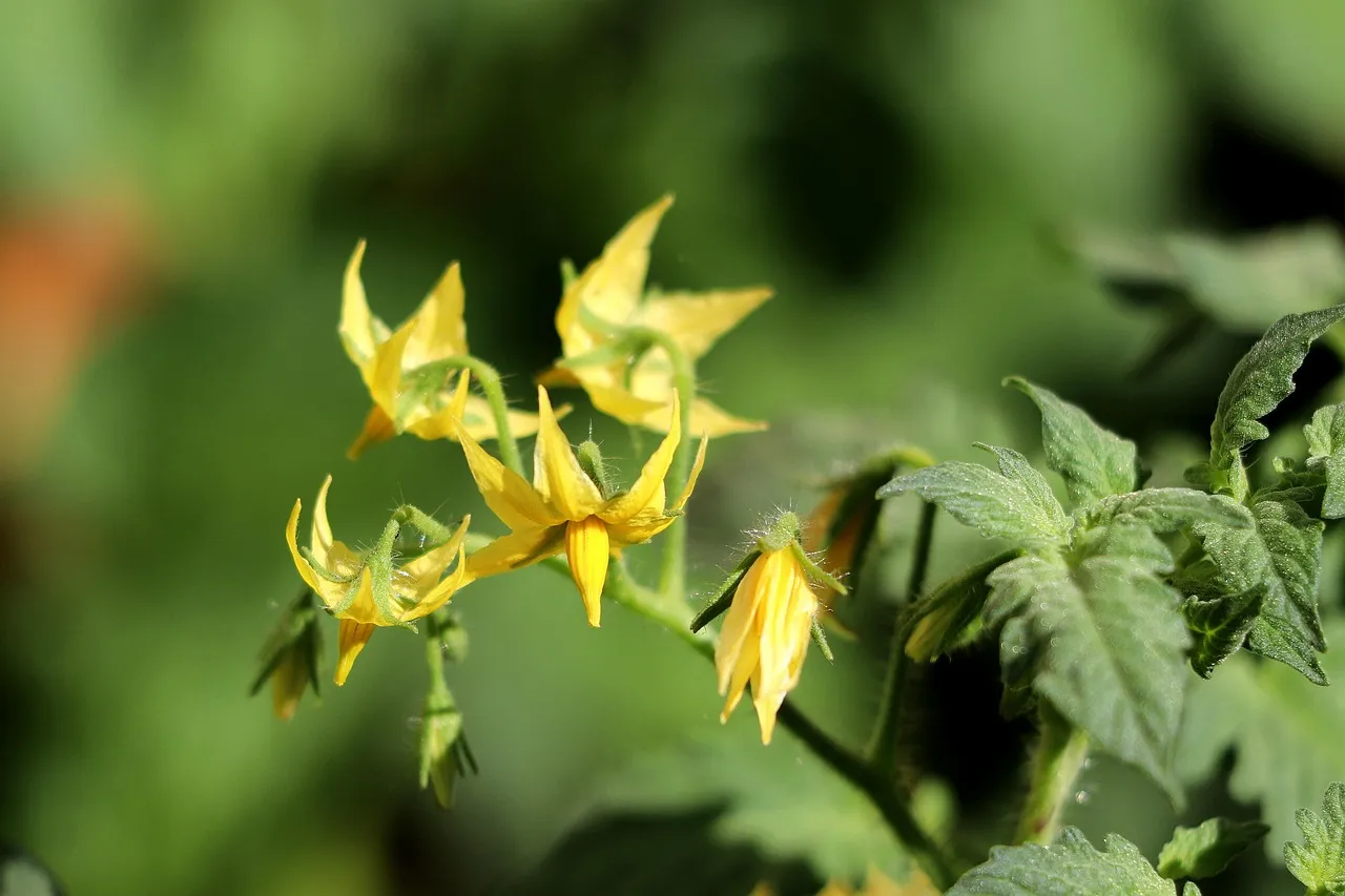 2. Calcium Deficiency in the Soil (Image Credits: Pixabay)