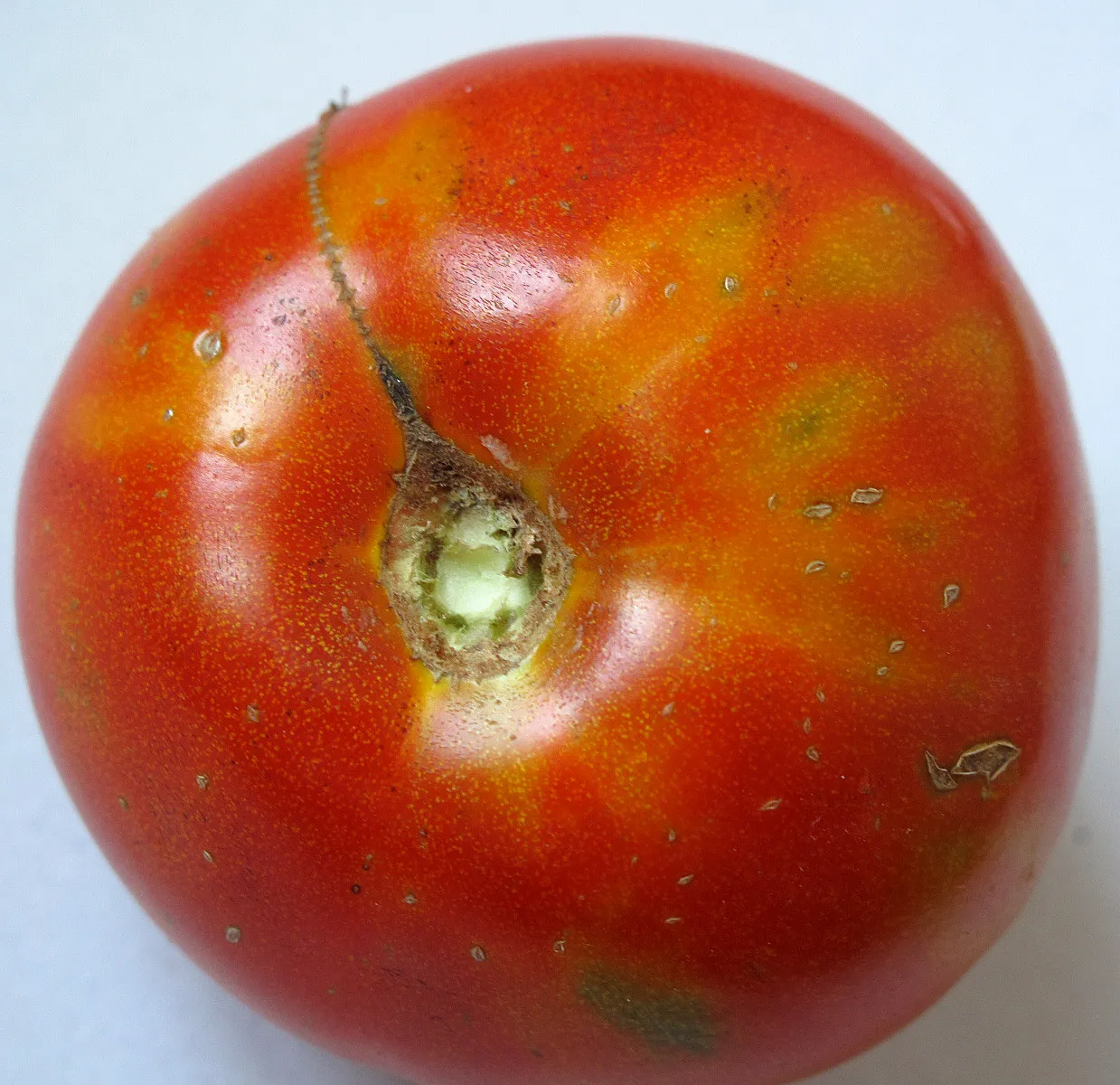 Putting Tomatoes and Potatoes Together (By Downtowngal, CC0)