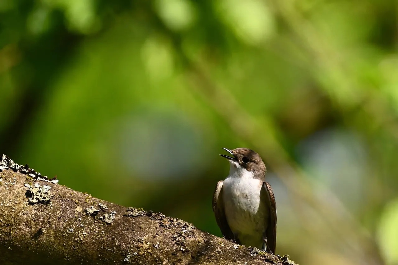 Birdsong in the Morning (Image Credits: Pixabay)