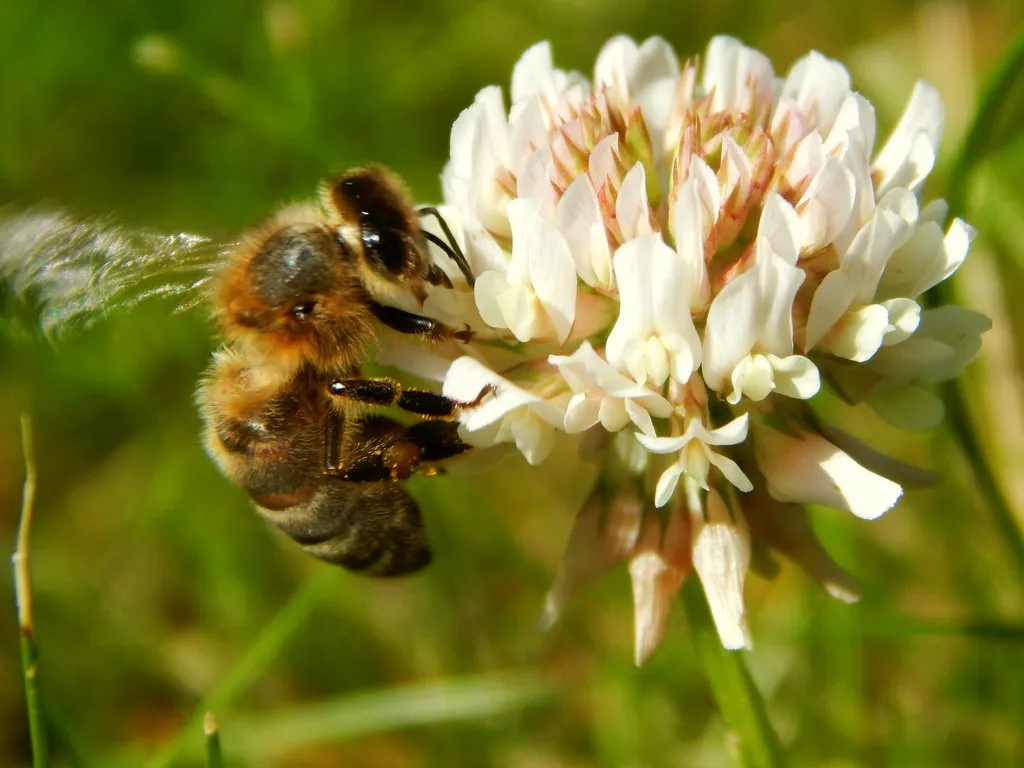 The Environmental Math Adds Up (starmist1, Flickr, CC BY 2.0)