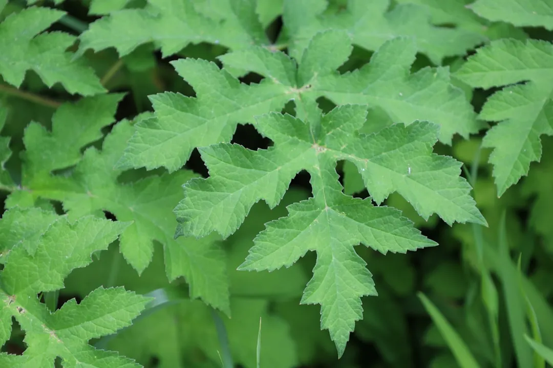 1. Giant Hogweed: The Plant That Burns Like the Sun (Image Credits: Unsplash)