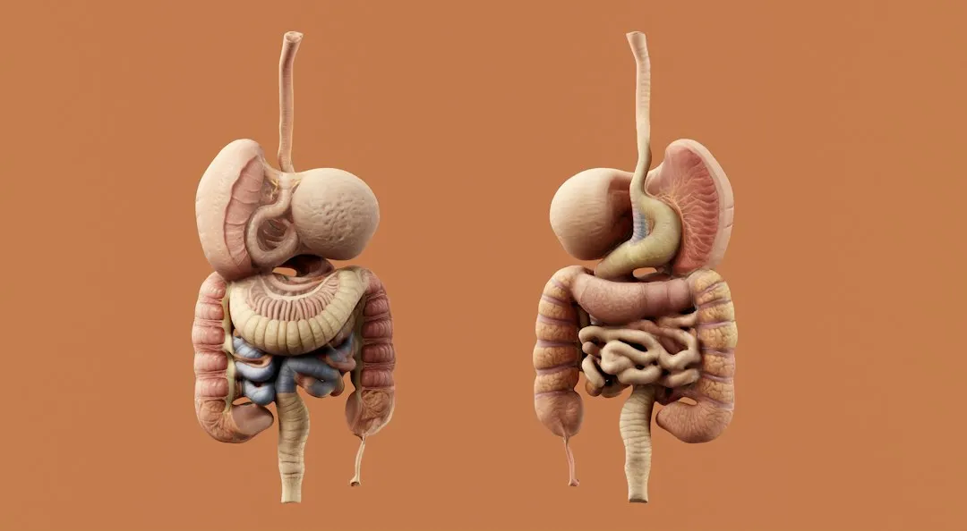 Your Gut Is Always Moving (Image Credits: Unsplash)