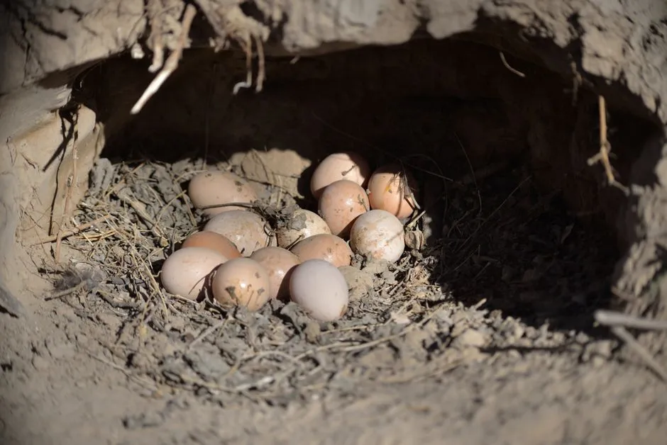 The Egg Refrigeration Debate During the 2025 U.S. Egg Shortage (Image Credits: Pexels)