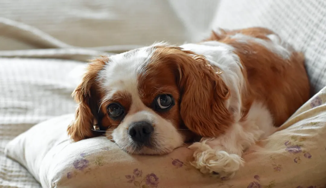 2. Cavalier King Charles Spaniel: The Lap Dog That Actually Lives Up to the Name (Image Credits: Unsplash)