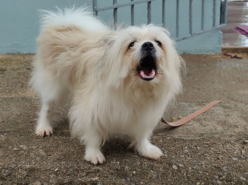 How Long the Barking Lasts After the Trigger (Image Credits: Pexels)