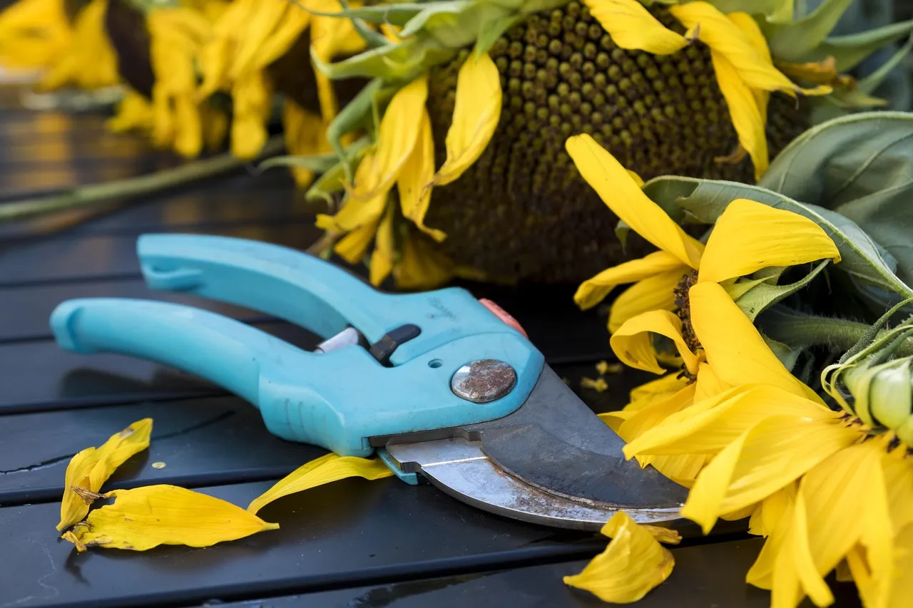 Deadheading Too Late and Letting Seeds Form (Image Credits: Pixabay)