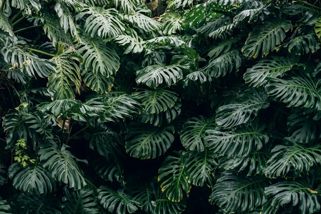 The Monstera Deliciosa: The Retro Statement Plant (Image Credits: Unsplash)