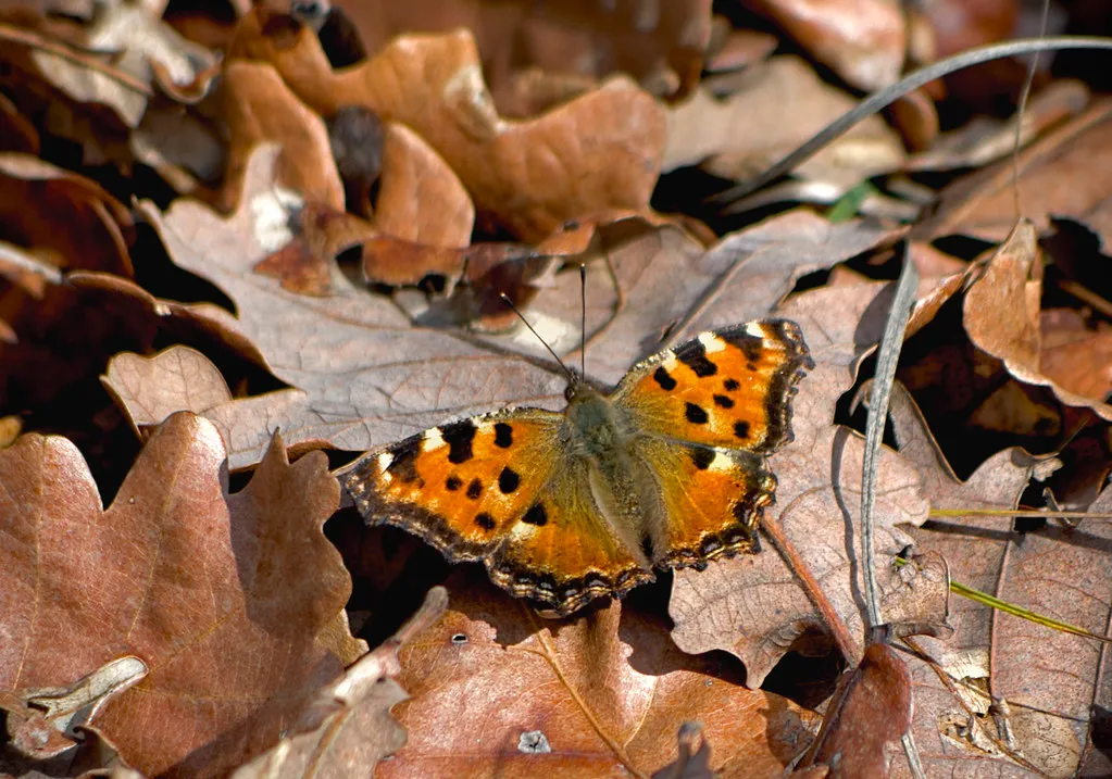 Butterflies Are Losing Ground, Fast (katunchik, Flickr, CC BY-SA 2.0)