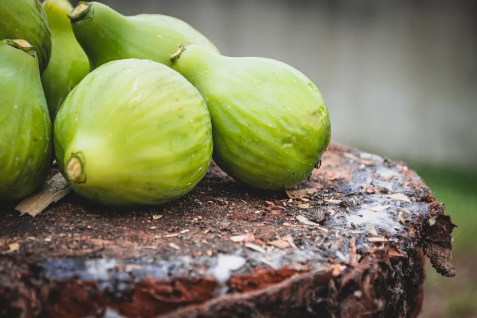 6. Common Fig: The Garden Plant With a Hidden Bite (Image Credits: Pexels)