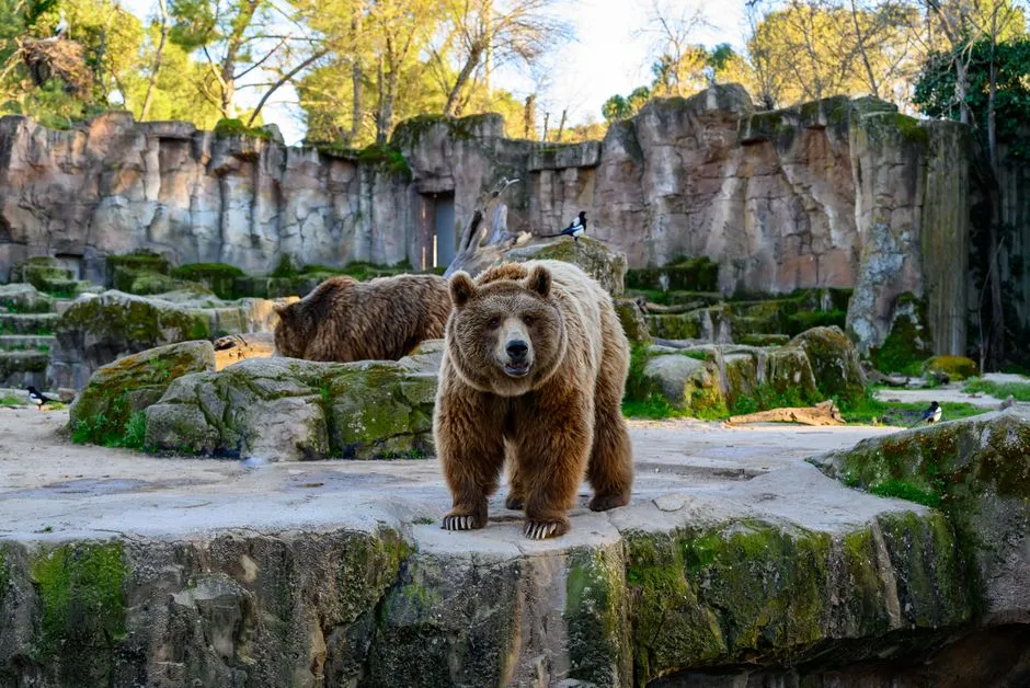 Urban Bears Grow Faster and Reproduce Earlier (Image Credits: Pexels)