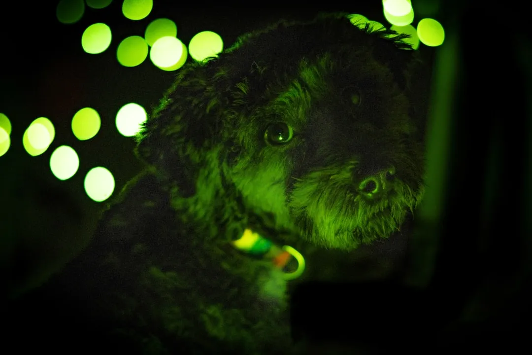 5. Leaving Bright Lights On in Your Dog's Sleep Space (Image Credits: Unsplash)