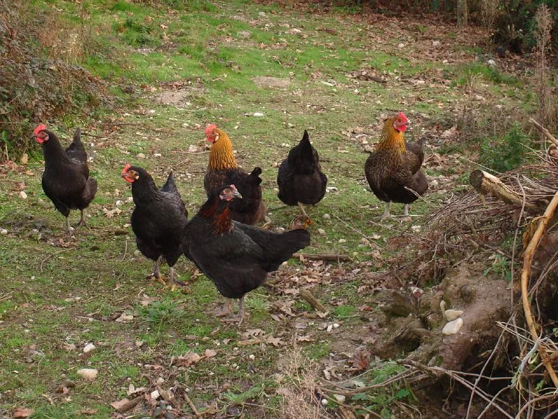 2. Chicken Manure: Why "Organic" Doesn't Mean "Safe to Use Fresh" (hardworkinghippy : La Ferme de Sourrou, Flickr, CC BY-SA 2.0)