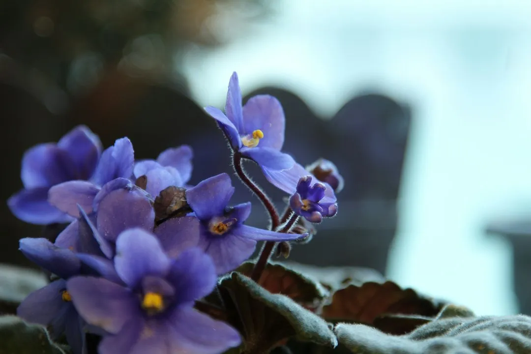 6. African Violet (Saintpaulia ionantha) (Image Credits: Unsplash)