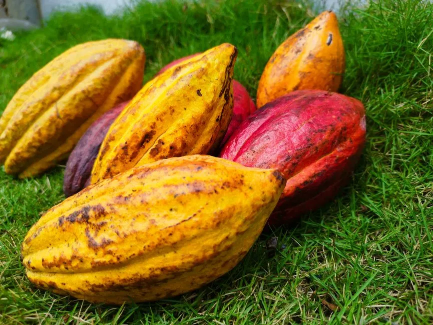 A West African Heatwave Nearly Tripled Cocoa Prices (Image Credits: Pexels)